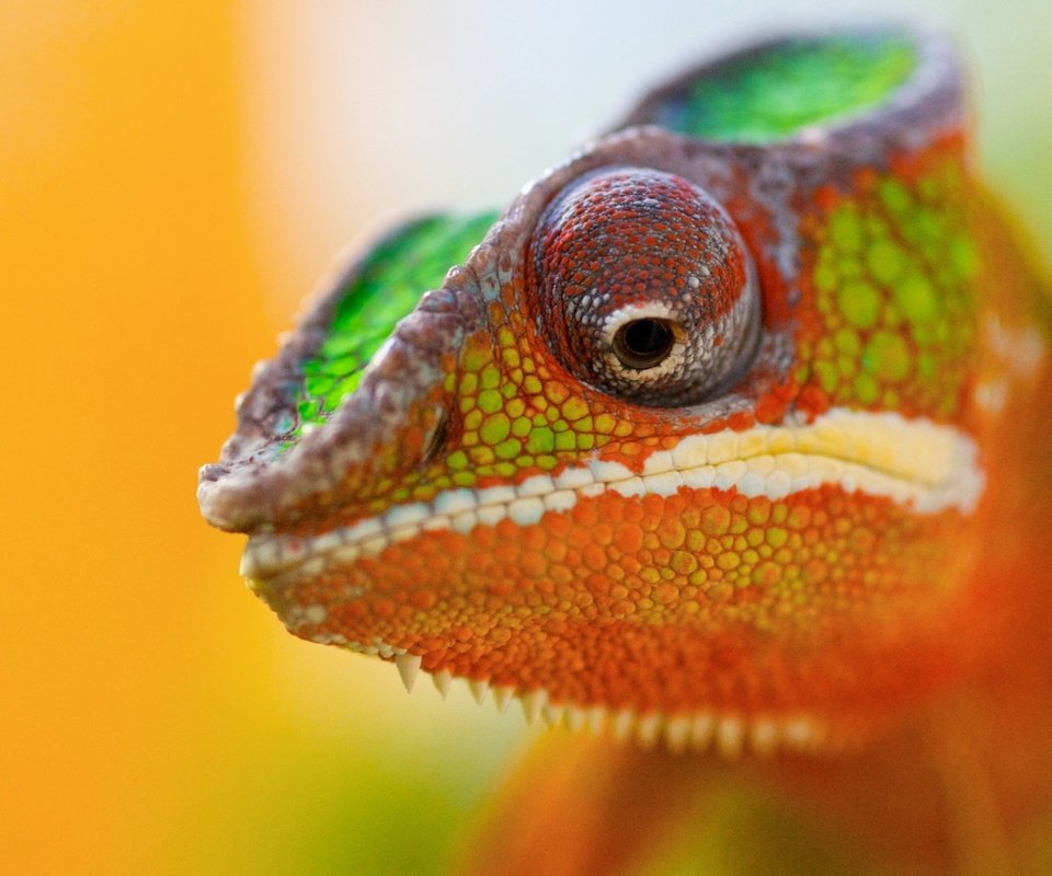 Обои животное, хамелеон, цветной, animal, chameleon, color разрешение 2560x1600 Загрузить