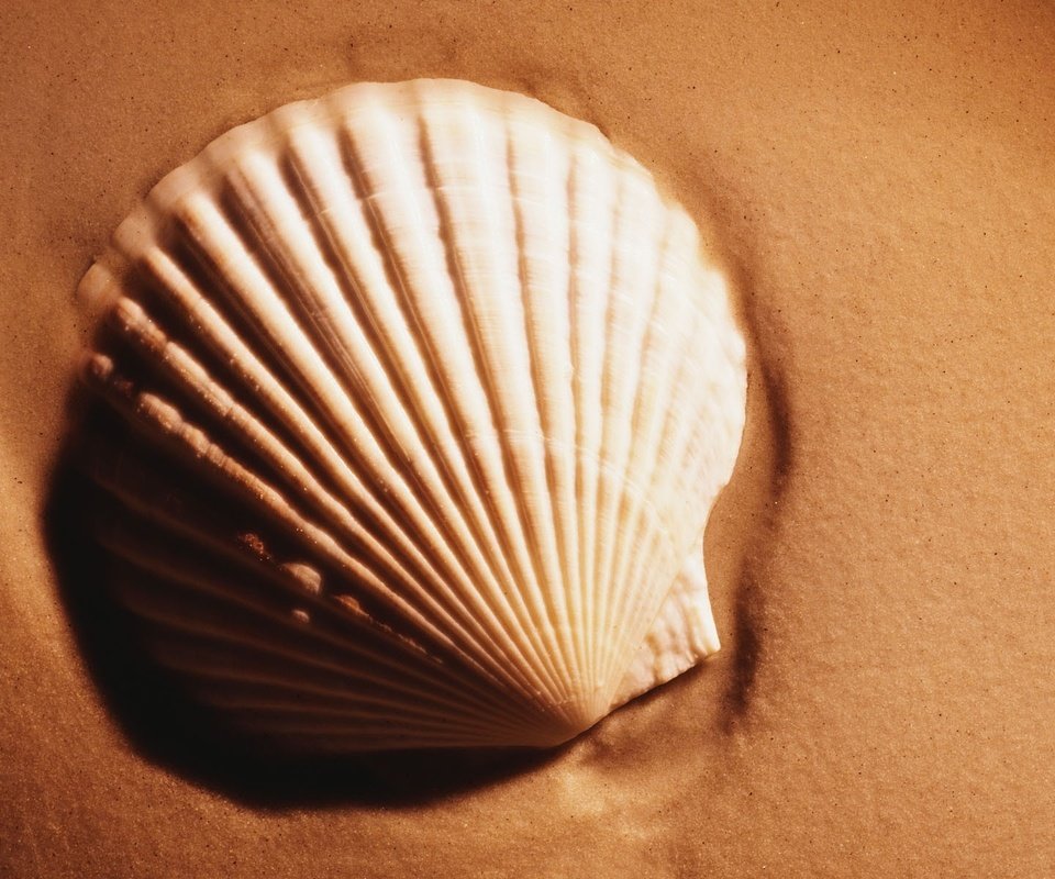 Обои песок, ракушки, sand, shell разрешение 1920x1200 Загрузить