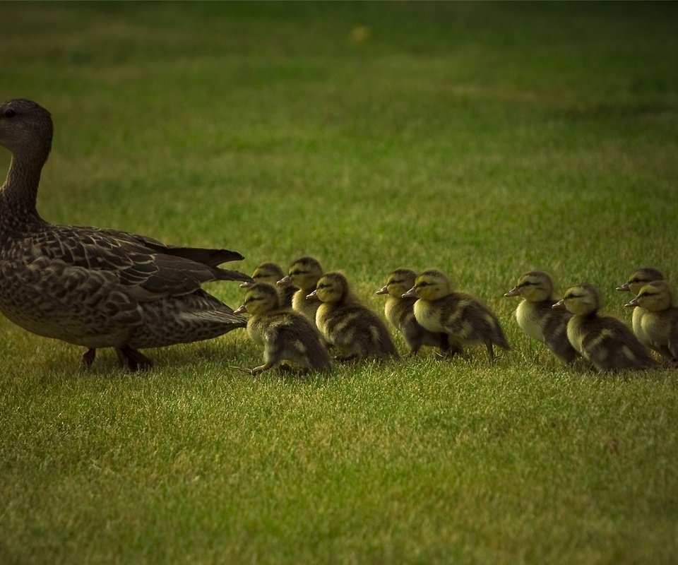 Обои трава, животные, утки, животно е, grass, animals, duck разрешение 1920x1200 Загрузить