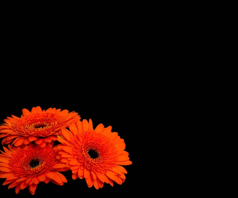 Обои цветы, лепестки, черный фон, оранжевые, герберы, flowers, petals, black background, orange, gerbera разрешение 4000x3000 Загрузить