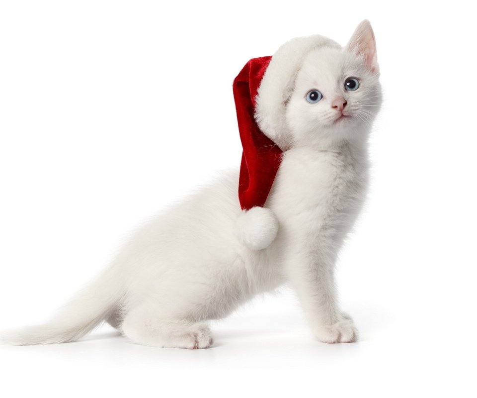 Обои котенок, белый, шапочка, kitty, white, cap разрешение 1920x1200 Загрузить