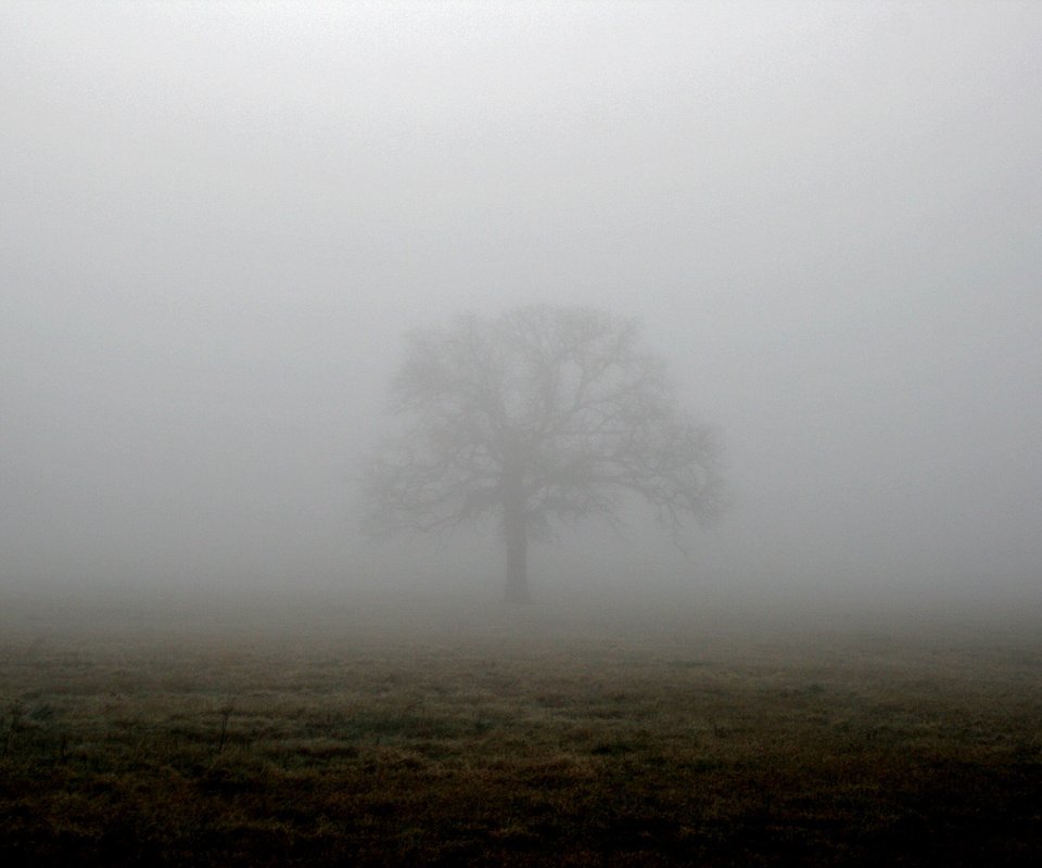 Обои дерево, туман, поле, tree, fog, field разрешение 1944x1296 Загрузить