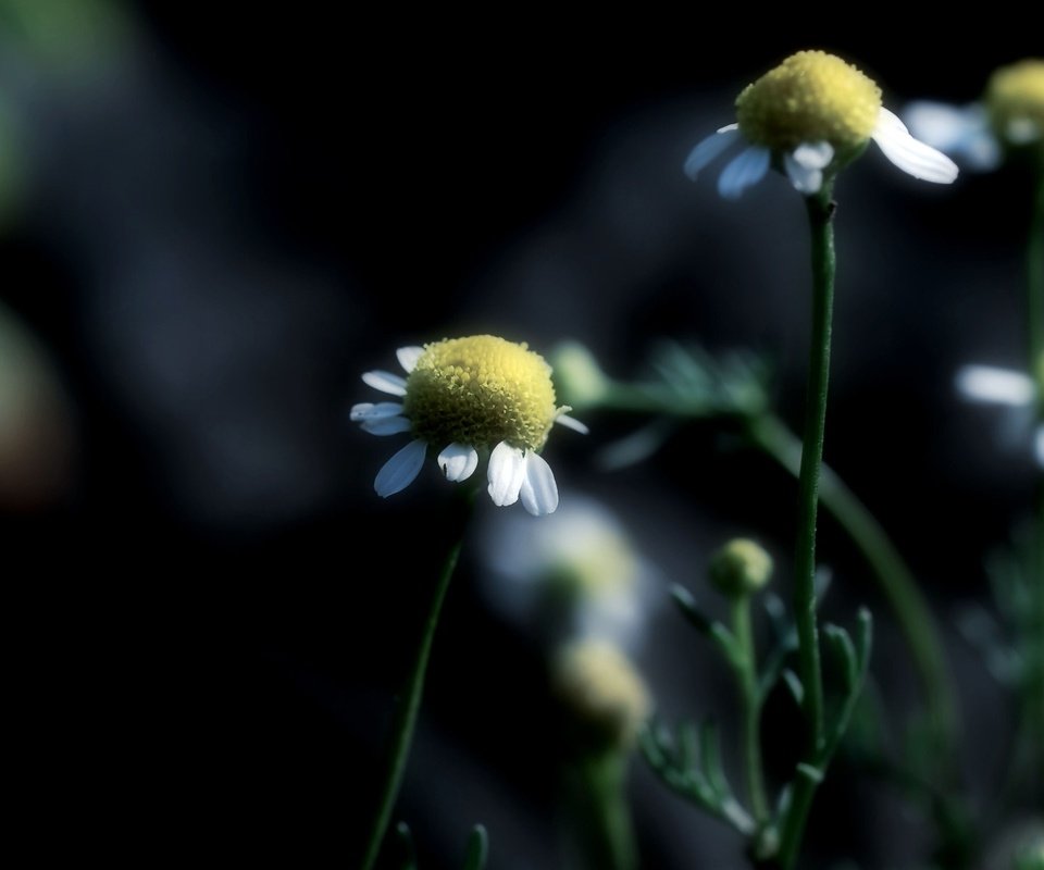 Обои цветы, фокус камеры, макро, ромашки, flowers, the focus of the camera, macro, chamomile разрешение 2560x1600 Загрузить