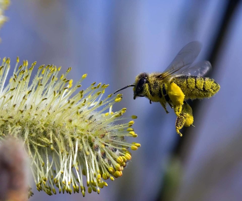 Обои полет, цветок, пчела, flight, flower, bee разрешение 1920x1200 Загрузить