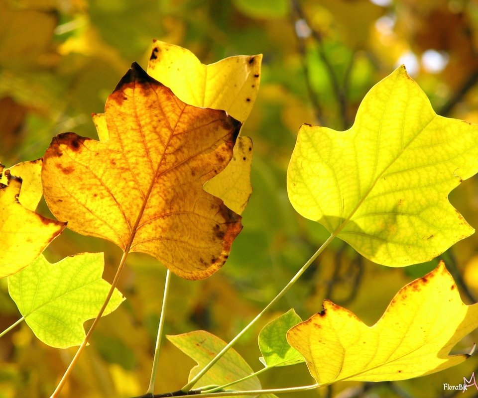 Обои желтый, осень, желтые листья, передний план, yellow, autumn, yellow leaves, foreground разрешение 2816x2112 Загрузить