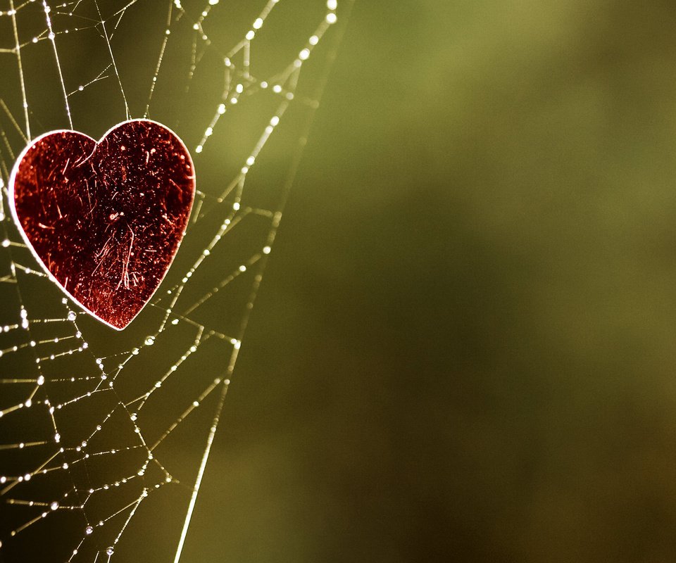 Обои зелёный, фон, сердце, паутина, green, background, heart, web разрешение 2560x1600 Загрузить