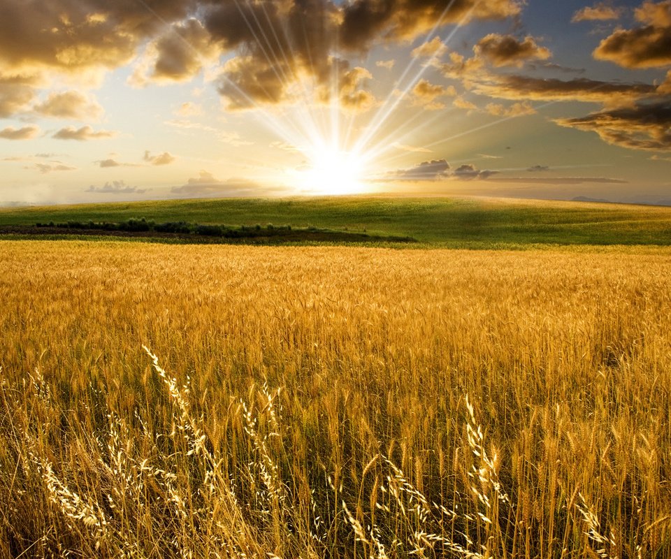 Обои долина, солнце, поля пшеницы, холмы, природа, фото, поле, пейзажи, колосья, пшеница, valley, the sun, wheat fields, hills, nature, photo, field, landscapes, ears, wheat разрешение 1920x1200 Загрузить
