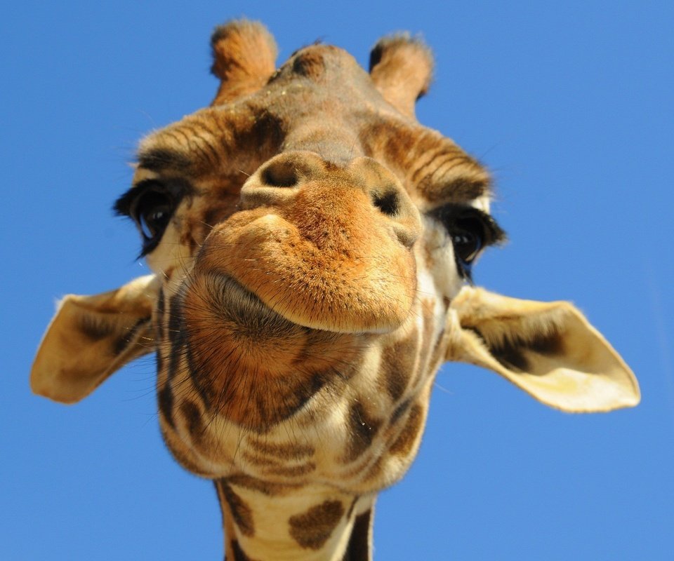 Обои морда, небо, животное, жираф, face, the sky, animal, giraffe разрешение 1920x1200 Загрузить