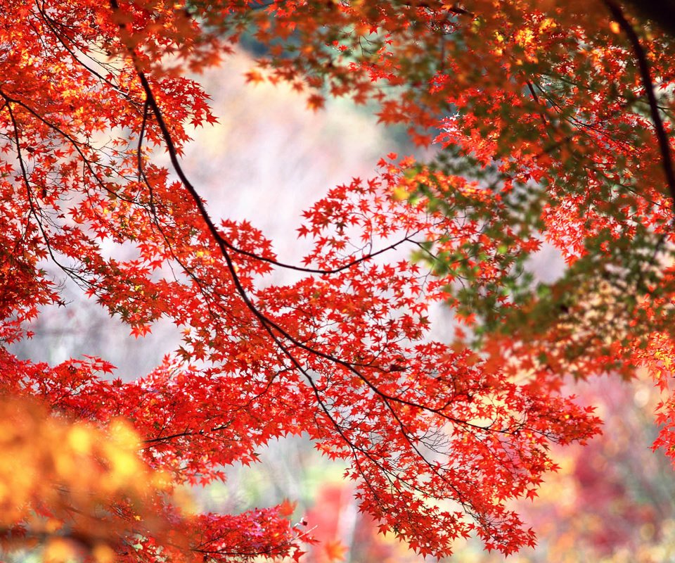 Обои деревья, ветки, осень, красные, оранжевые, кленовые листья, trees, branches, autumn, red, orange, maple leaves разрешение 1920x1200 Загрузить
