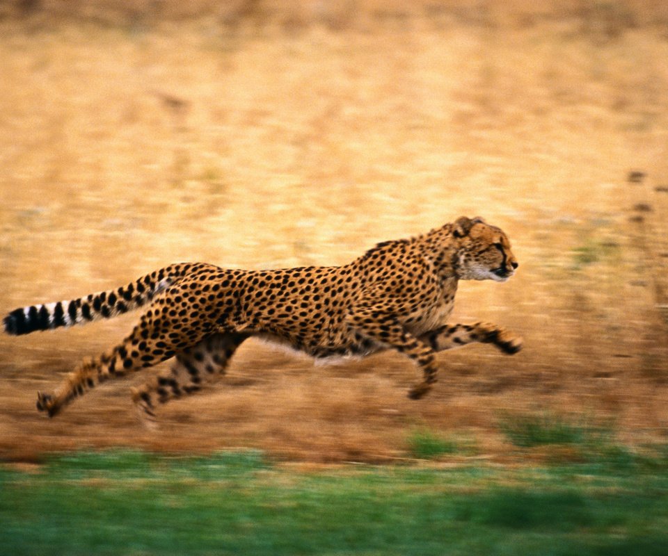 Обои природа, бег, гепард, nature, running, cheetah разрешение 2500x1667 Загрузить