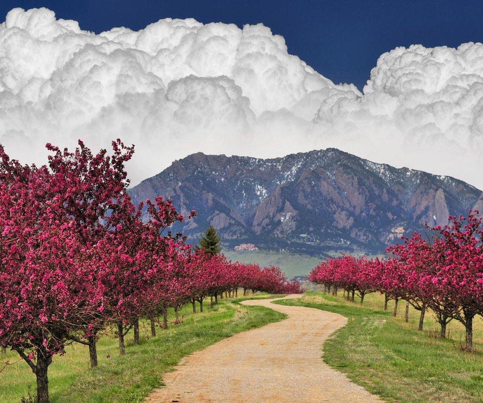 Обои небо, дорога, облака, деревья, горы, цветущее, the sky, road, clouds, trees, mountains, flowering разрешение 1920x1200 Загрузить