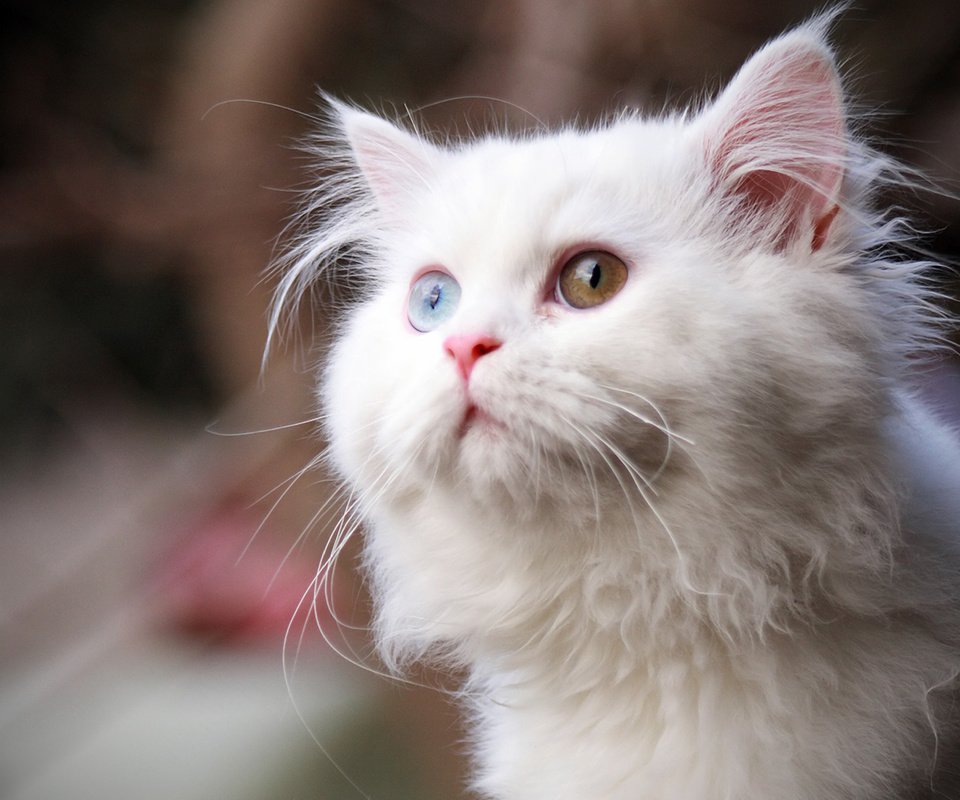 Обои глаза, кот, кошка, взгляд, пушистый, белый, eyes, cat, look, fluffy, white разрешение 1920x1200 Загрузить