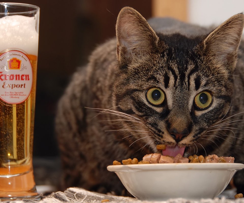 Обои глаза, кот, еда, взгляд, пиво, eyes, cat, food, look, beer разрешение 1920x1200 Загрузить