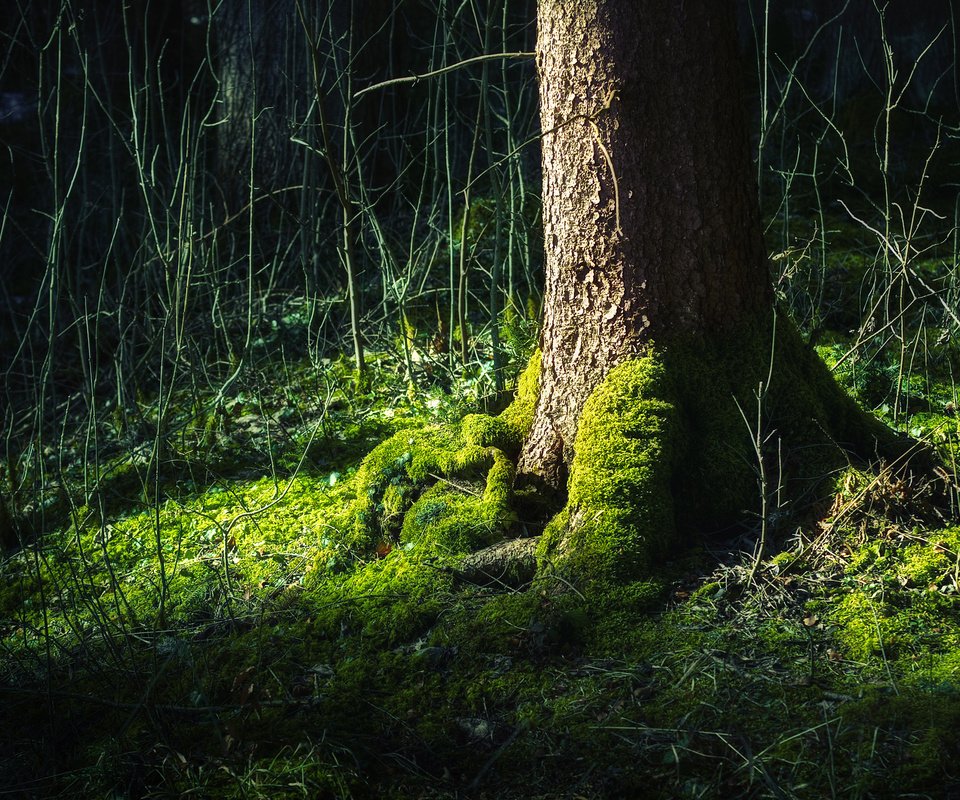 Обои дерево, лес, зелёный, жизни, tree, forest, green, life разрешение 2560x1600 Загрузить