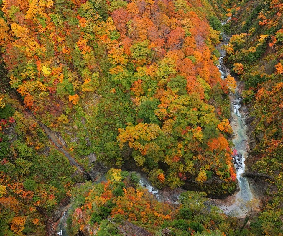 Обои деревья, река, лес, листья, осень, ущелье, сверху, trees, river, forest, leaves, autumn, gorge, top разрешение 2560x1600 Загрузить