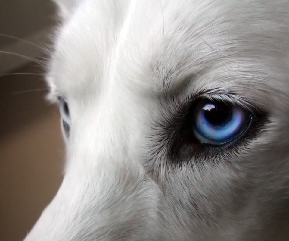 Обои глаза, собака, хаски, голубые, белая, eyes, dog, husky, blue, white разрешение 1920x1200 Загрузить