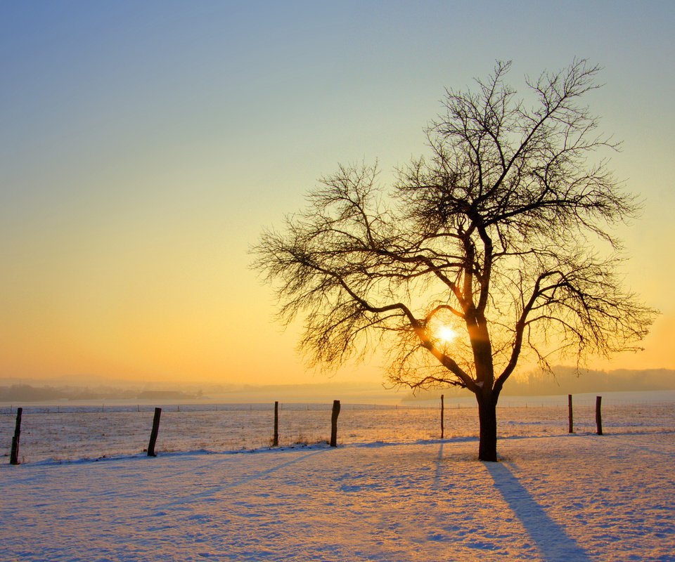 Обои солнце, снег, дерево, обои, зима, фото, the sun, snow, tree, wallpaper, winter, photo разрешение 2560x1600 Загрузить