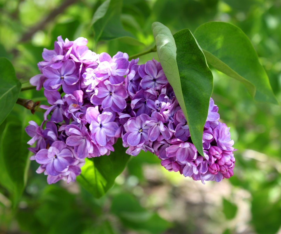 Обои зелень, листья, цветочки, сирень, гроздь, greens, leaves, flowers, lilac, bunch разрешение 4752x3168 Загрузить