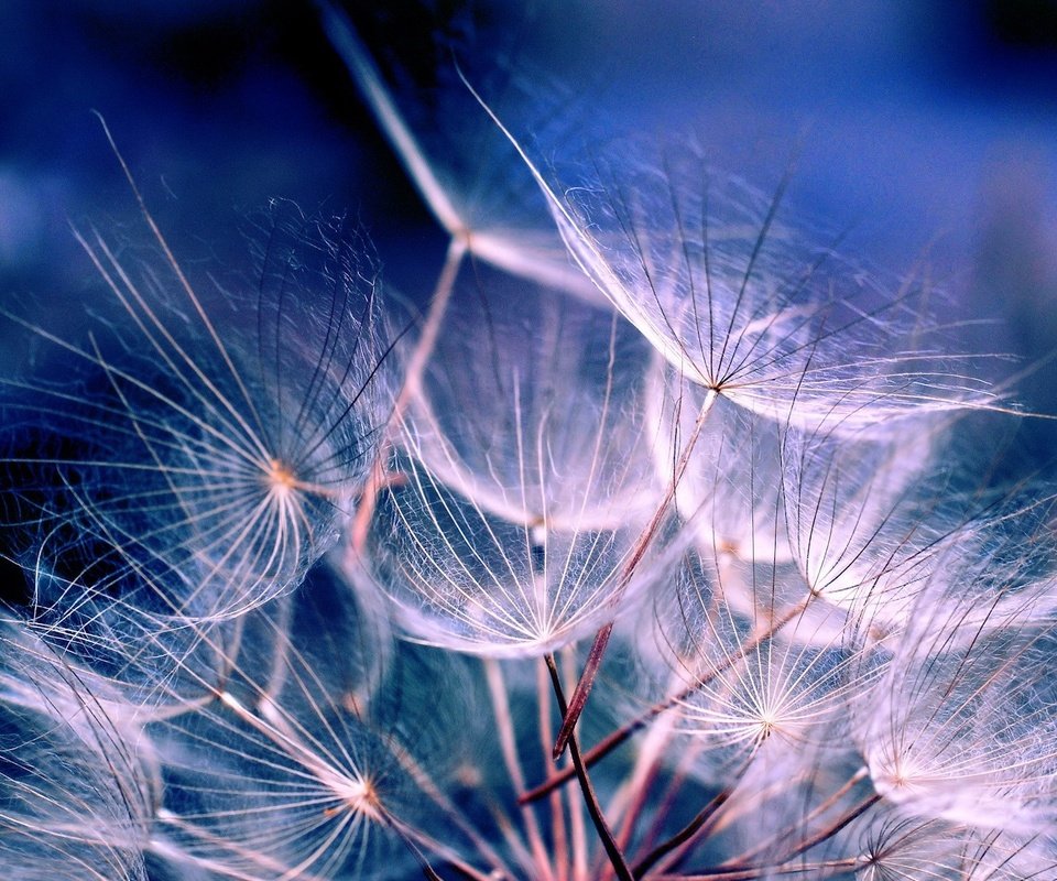 Обои синий, цветок, одуванчик, семена, пух, пушинки, былинки, blue, flower, dandelion, seeds, fluff, fuzzes, blade разрешение 1920x1200 Загрузить