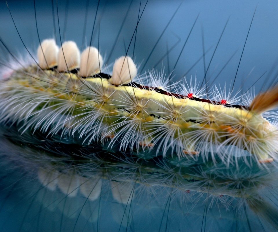 Обои отражение, волоски, гусеница, reflection, hairs, caterpillar разрешение 1920x1440 Загрузить