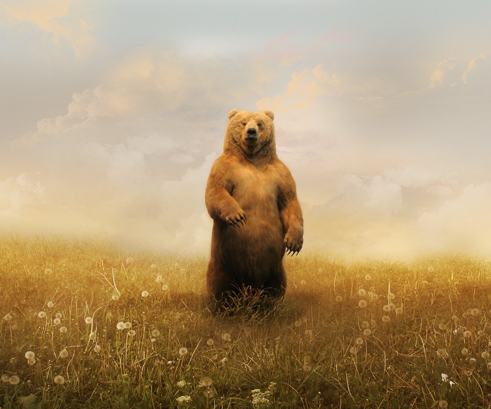 Обои облака, медведь, одуванчики, clouds, bear, dandelions разрешение 2560x1600 Загрузить