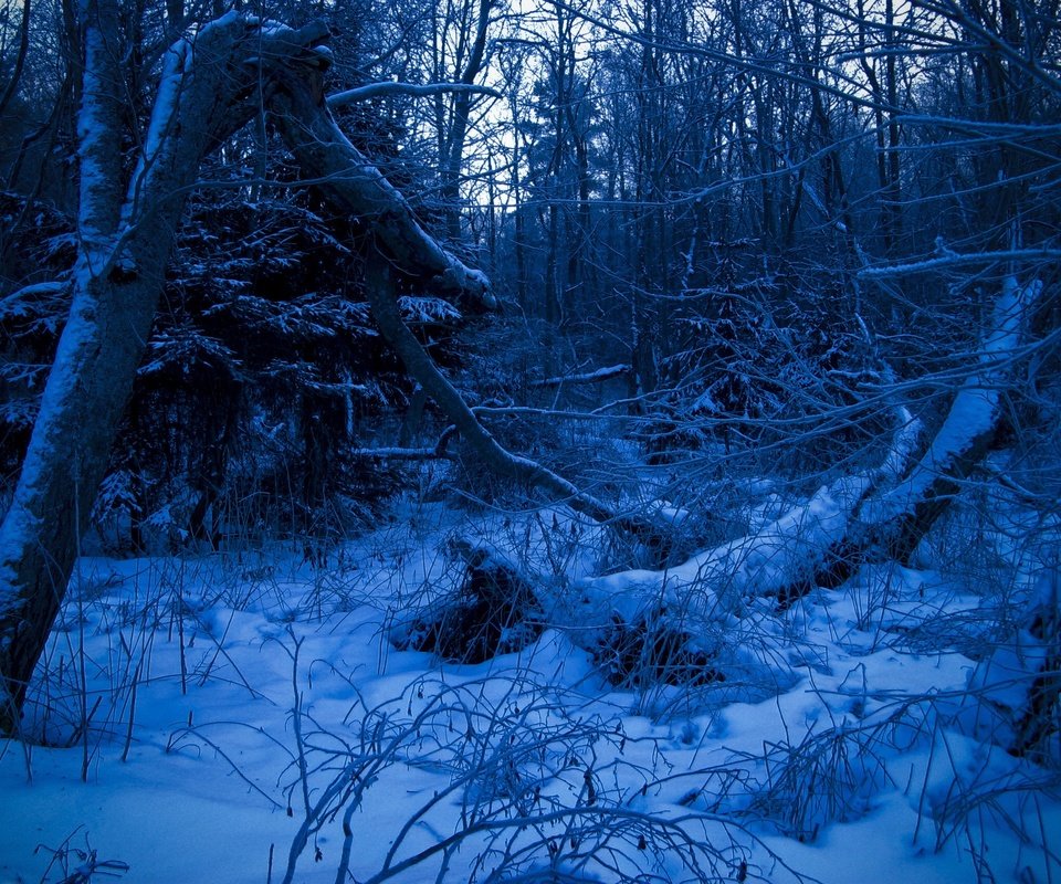 Обои лес, зима, синий, forest, winter, blue разрешение 2272x1704 Загрузить