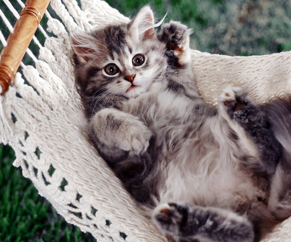 Обои лапы, котенок, гамак, paws, kitty, hammock разрешение 1920x1200 Загрузить