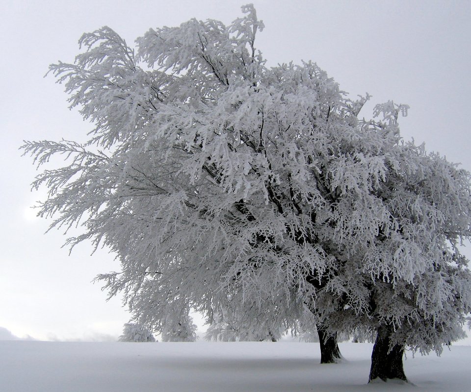 Обои деревья, снег, природа, зима, пейзажи, зимние обои, trees, snow, nature, winter, landscapes, winter wallpaper разрешение 2560x1600 Загрузить