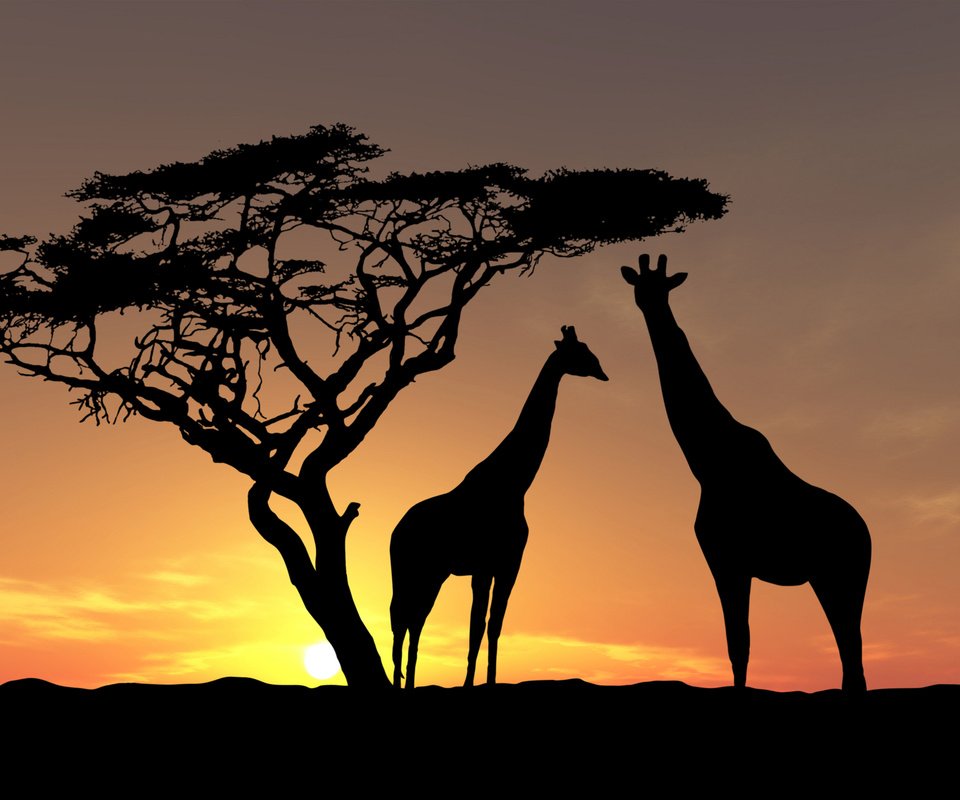 Обои небо, дикая природа, деревья, жирафы, вечер, солнце, фото, животные, закат солнца, африка, the sky, wildlife, trees, giraffes, the evening, the sun, photo, animals, sunset, africa разрешение 2560x1777 Загрузить