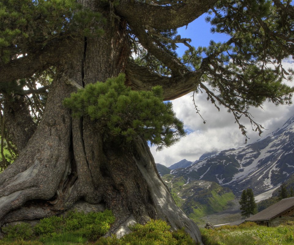 Обои облака, горы, дерево, clouds, mountains, tree разрешение 1920x1200 Загрузить