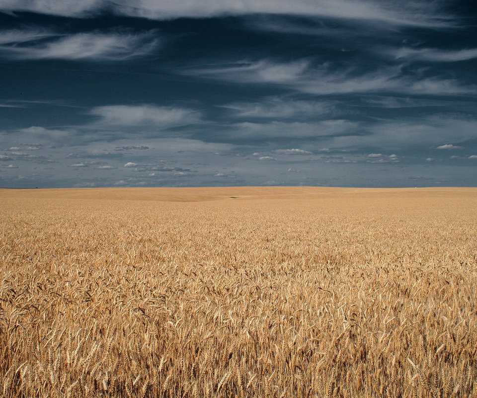 Обои небо, тучи, поле, горизонт, колосья, the sky, clouds, field, horizon, ears разрешение 1920x1200 Загрузить