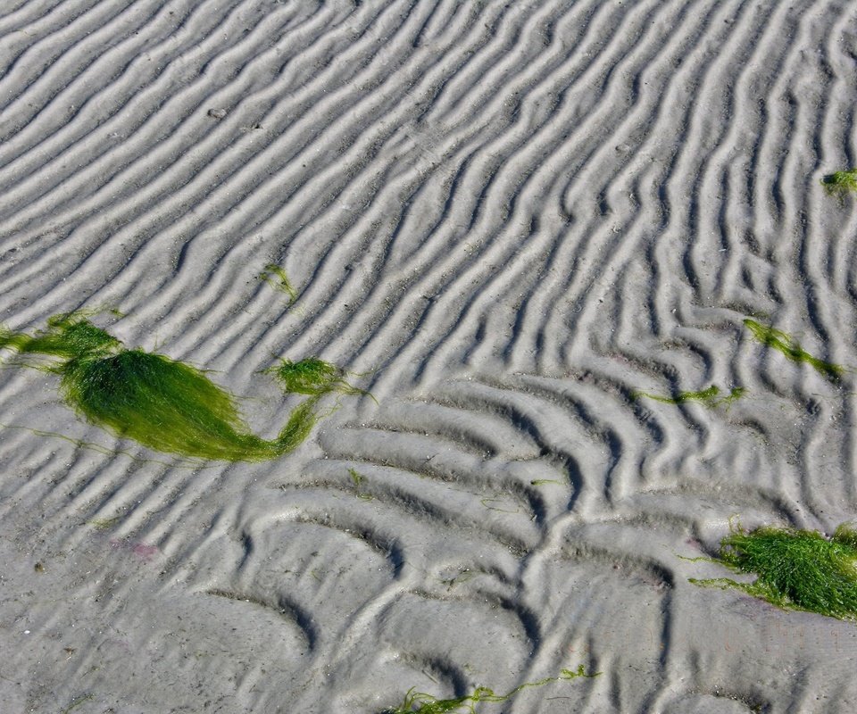 Обои линии, песок, водоросли, line, sand, algae разрешение 1920x1440 Загрузить