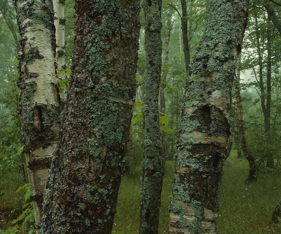 Обои деревья, лес, стволы, березы, мох, кора, trees, forest, trunks, birch, moss, bark разрешение 3200x1200 Загрузить