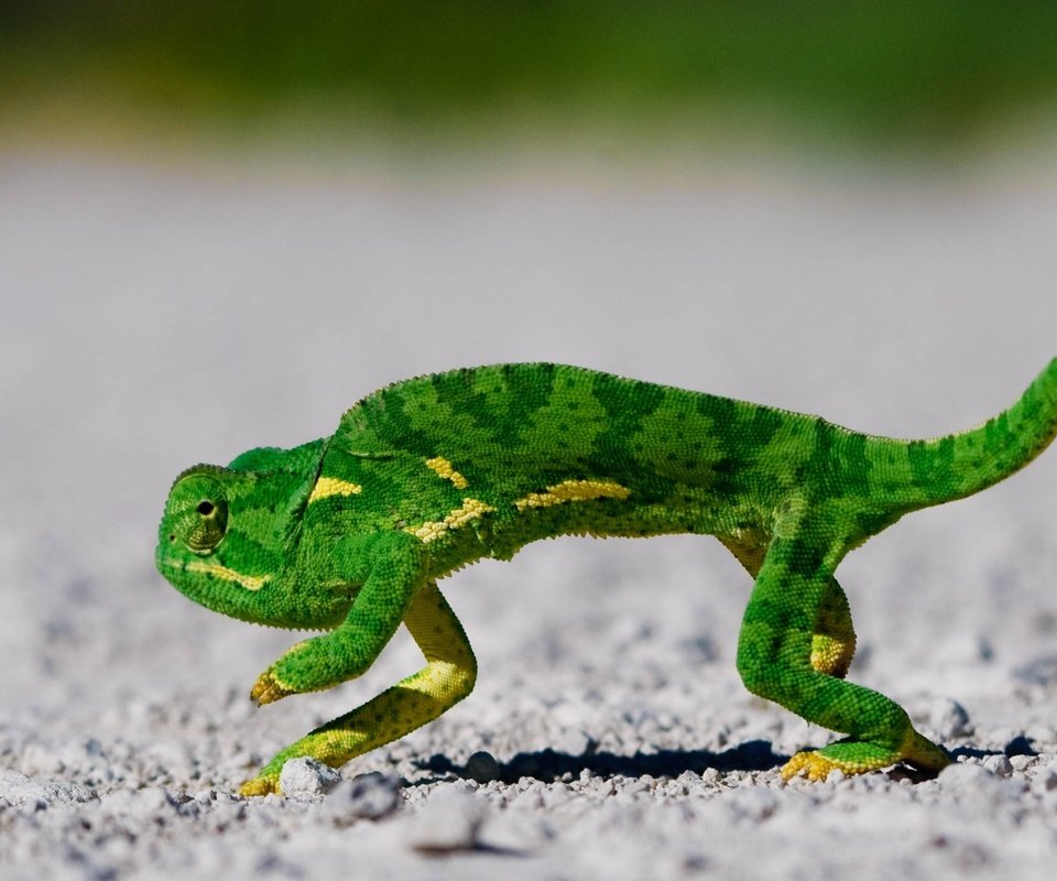 Обои зелёный, хамелеон, чешуя, green, chameleon, scales разрешение 2560x1600 Загрузить