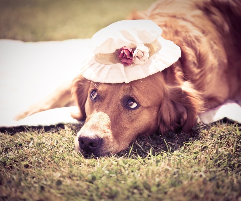 Обои лето, собака, шляпка, симпотичная, cобака, summer, dog, hat, cute разрешение 4368x2912 Загрузить