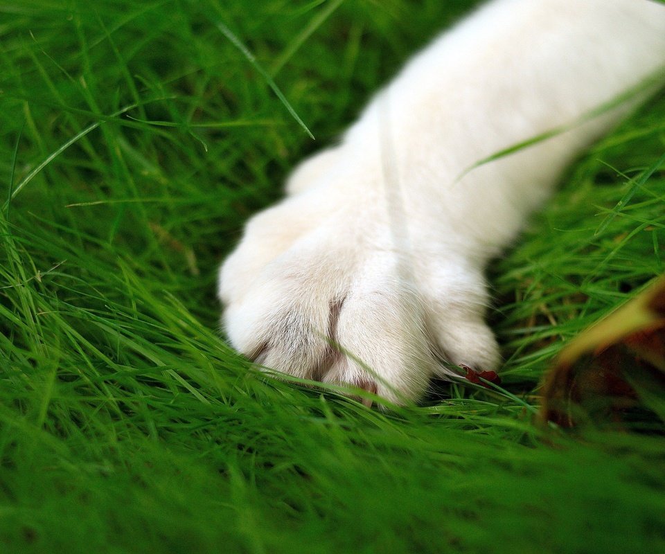 Обои зелень, кошка, лапа, макросьемка, greens, cat, paw, microsemi разрешение 2560x1600 Загрузить