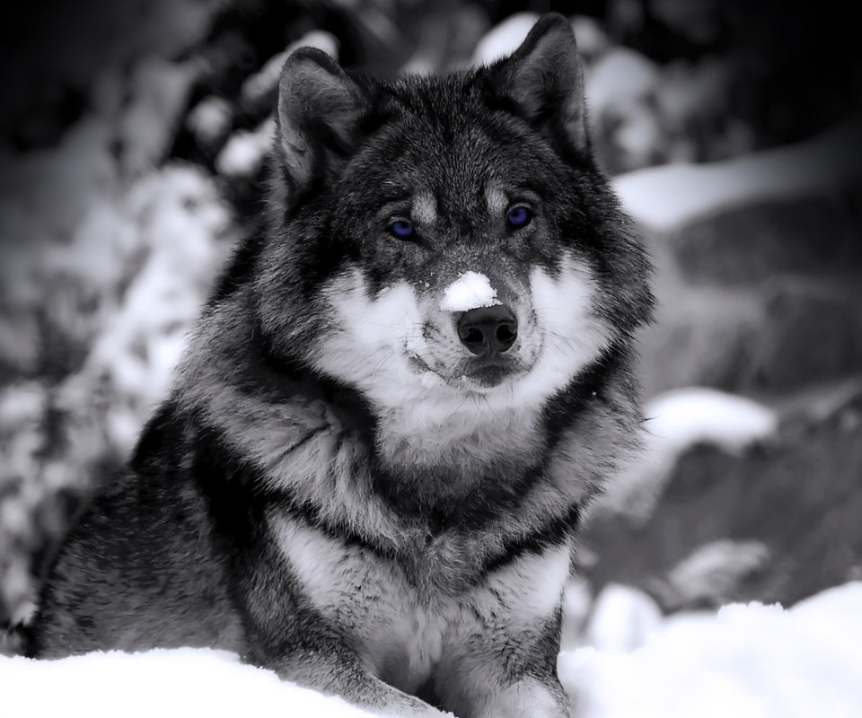 Обои снег, зима, взгляд, хищник, чб, зверь, волк, snow, winter, look, predator, bw, beast, wolf разрешение 1920x1200 Загрузить