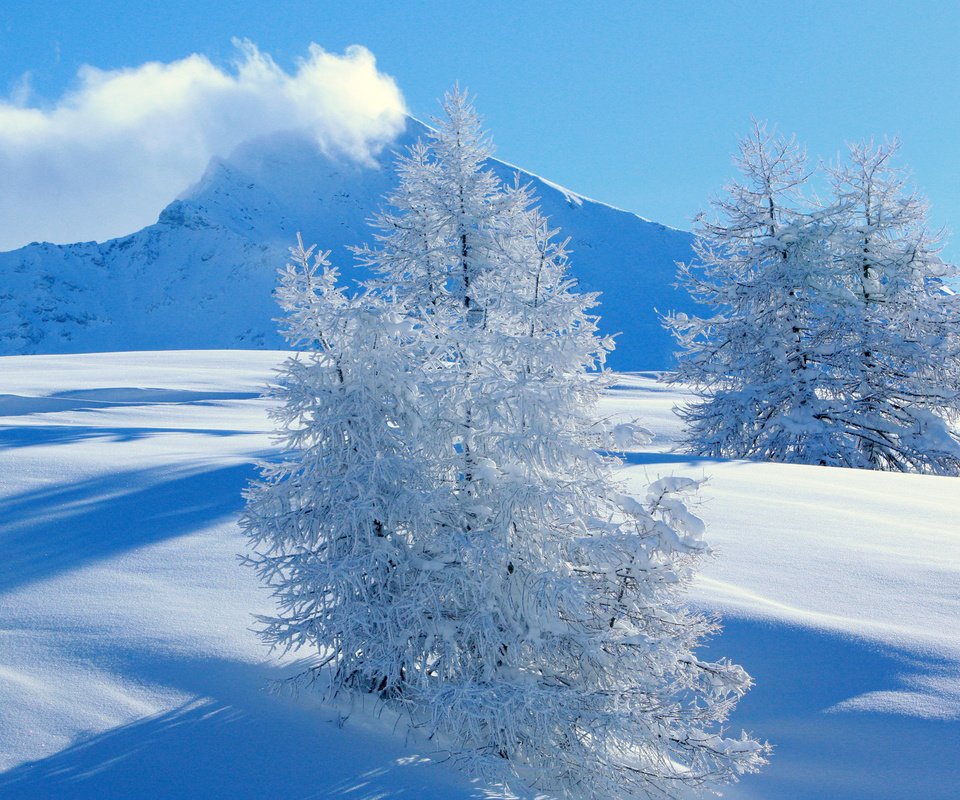 Обои горы, снег, ель, mountains, snow, spruce разрешение 1920x1200 Загрузить