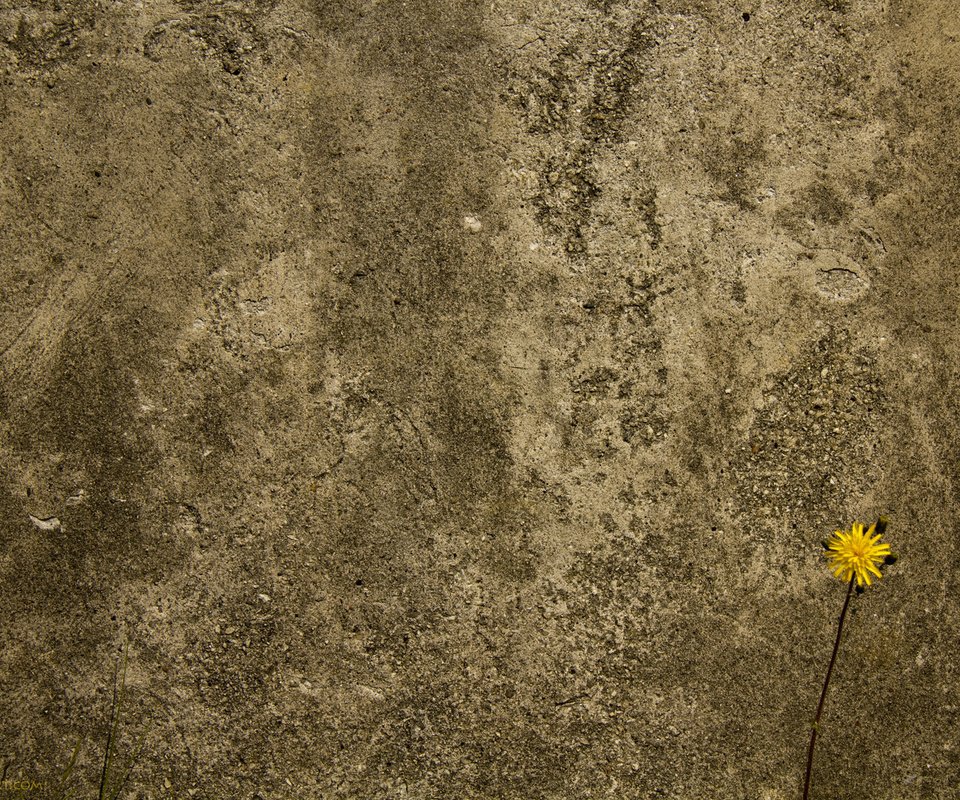 Обои цветок, стена, бетоная, flower, wall, concrete разрешение 1920x1200 Загрузить