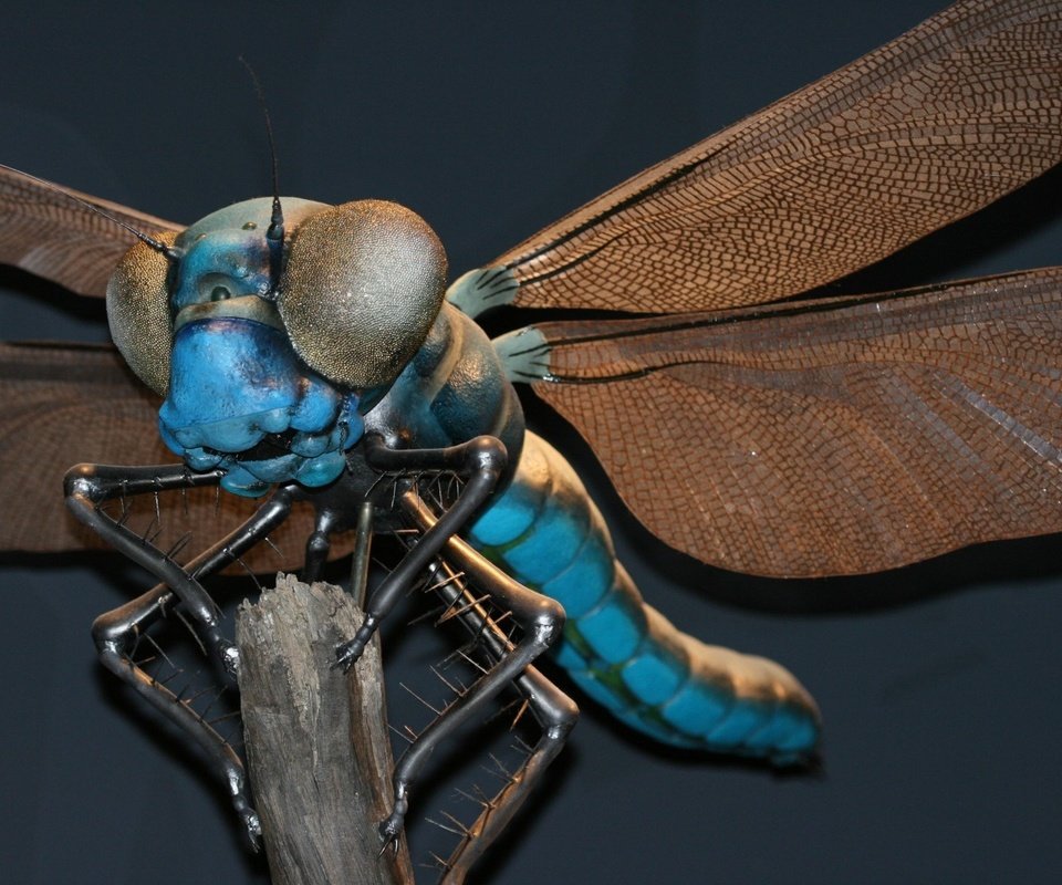 Обои стрекоза, dragonfly разрешение 1920x1200 Загрузить
