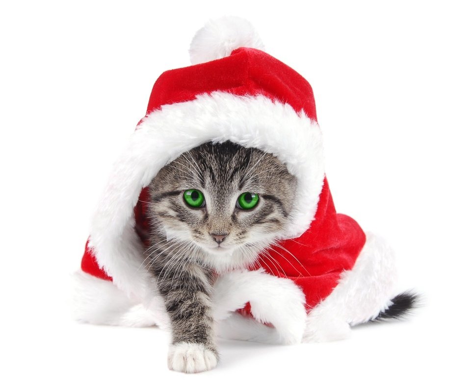 Обои новый год, котенок, белый фон, new year, kitty, white background разрешение 1920x1200 Загрузить