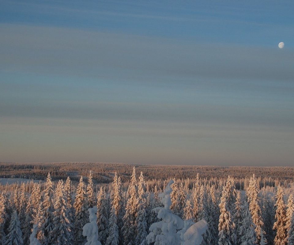 Обои небо, снег, лес, зима, луна, the sky, snow, forest, winter, the moon разрешение 1920x1200 Загрузить