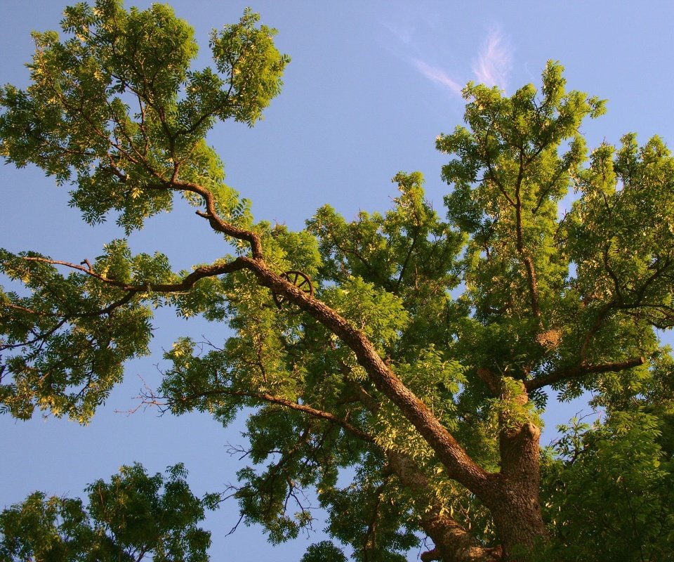 Обои небо, дерево, ветки, колесо, крона, вид снизу, the sky, tree, branches, wheel, crown, bottom view разрешение 1920x1440 Загрузить