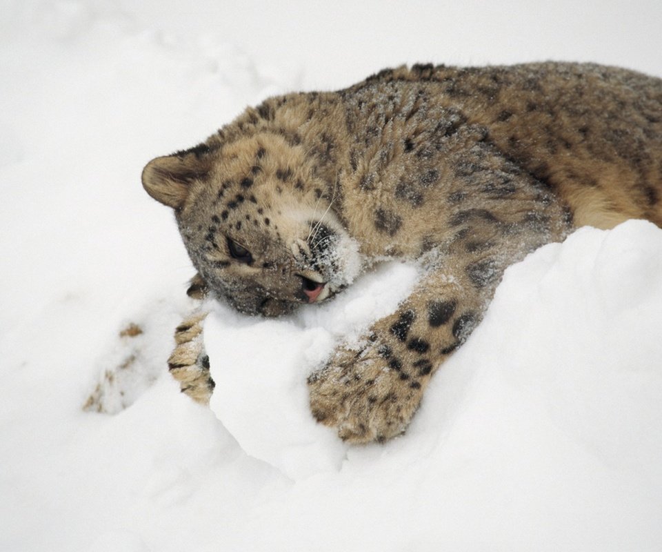 Обои снег, снежный барс, ирбис, snow, snow leopard, irbis разрешение 1920x1200 Загрузить