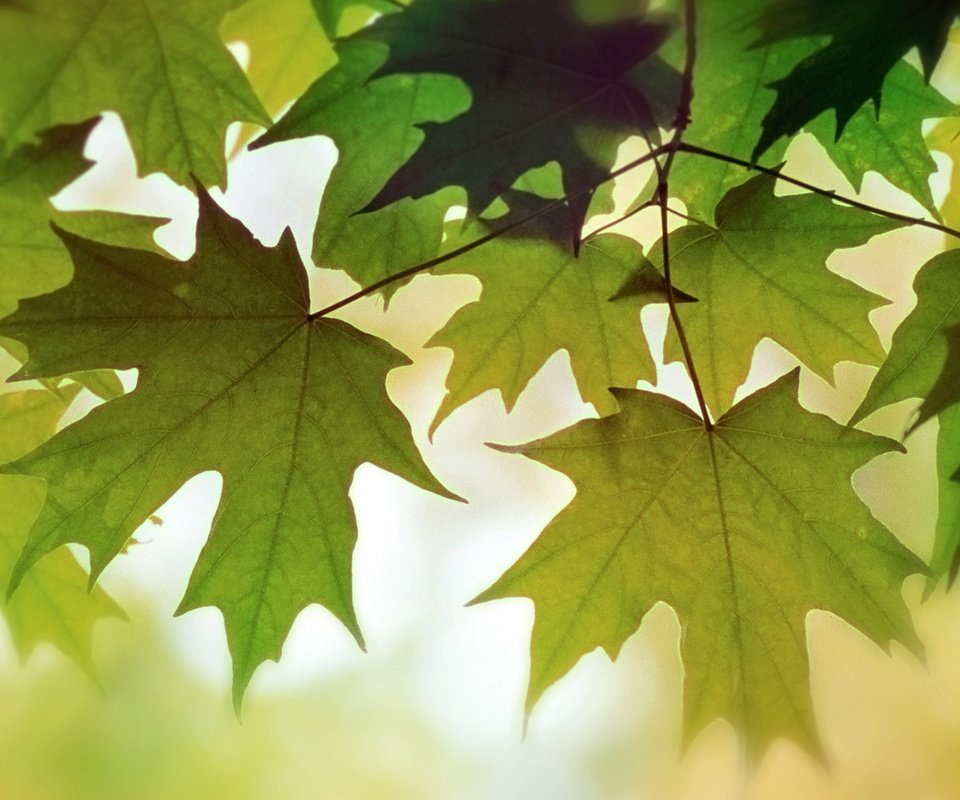 Обои листва, осень, цвет, foliage, autumn, color разрешение 1920x1080 Загрузить