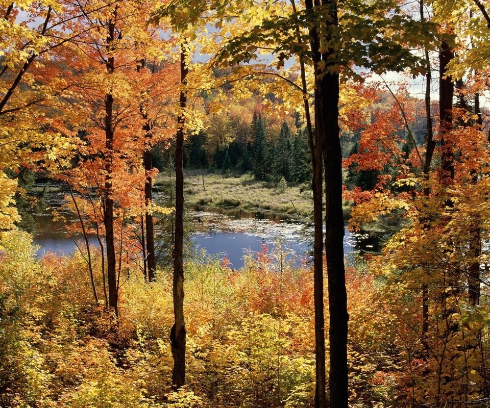 Обои деревья, болото, пейзаж, осень, trees, swamp, landscape, autumn разрешение 1920x1200 Загрузить