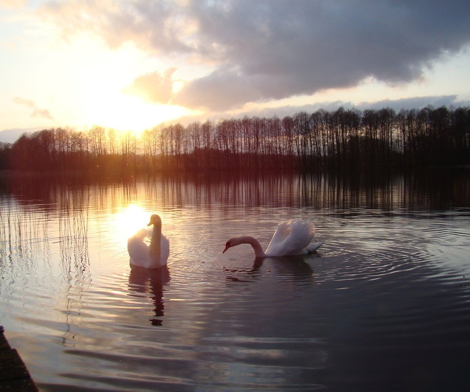 Обои озеро, закат, птицы, лебеди, белый лебедь, lake, sunset, birds, swans, white swan разрешение 1920x1200 Загрузить