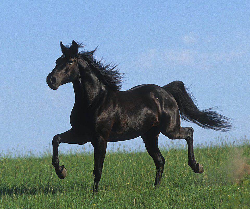 Обои лошадь, черный, степь, жеребец, голоп, horse, black, the steppe, stallion, the golop разрешение 1920x1080 Загрузить