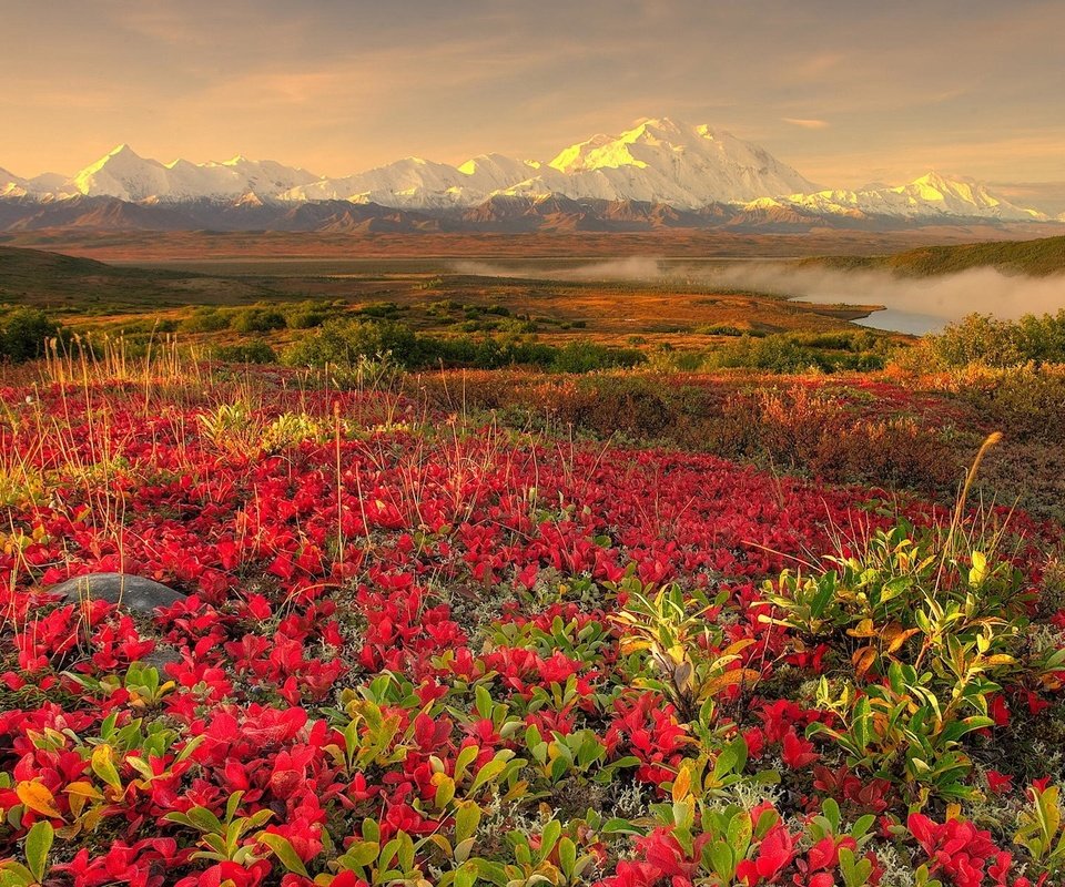 Обои цветы, горы, туман, flowers, mountains, fog разрешение 1920x1200 Загрузить