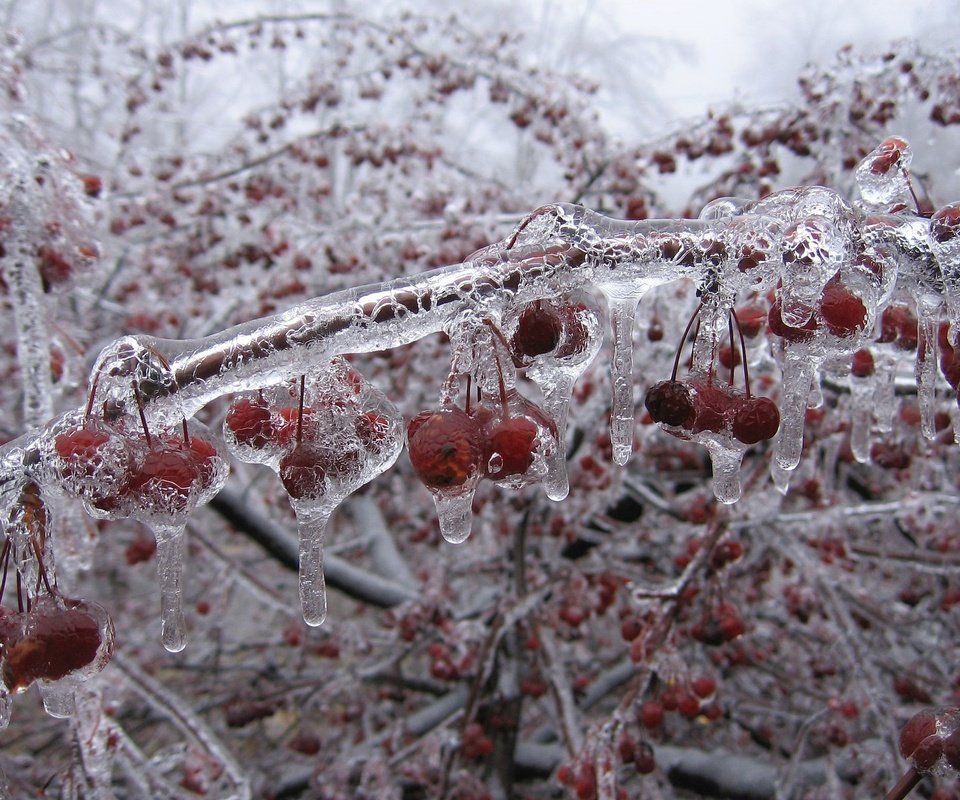 Обои зима, ветки, лёд, вишни, winter, branches, ice, cherry разрешение 2048x1536 Загрузить